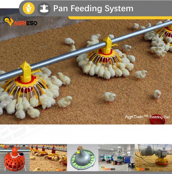 Efficient and Safe Chicken Feeding with AgriTwin™ Pan System